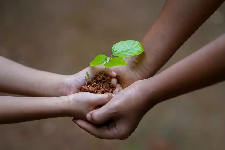 2 week old seedling