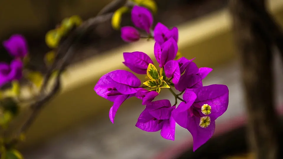 Bougainvillea Fertilizer Guide