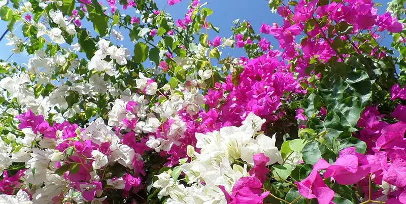 Bougainvillea Fertilizer Guide