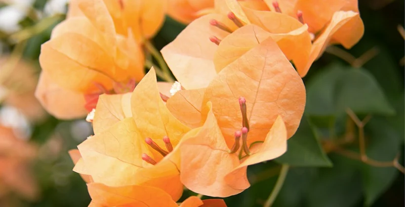 Bougainvillea Fertilizer Guide