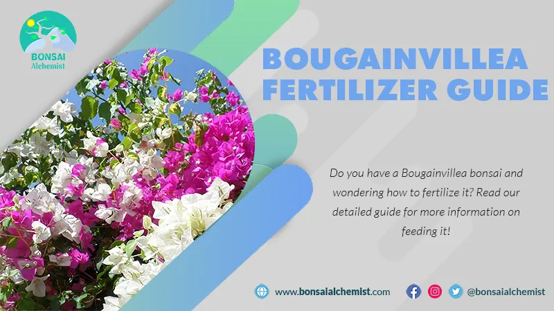 Bougainvillea Fertilizer Guide