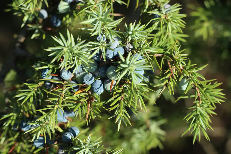 Can You Eat Juniper Needles