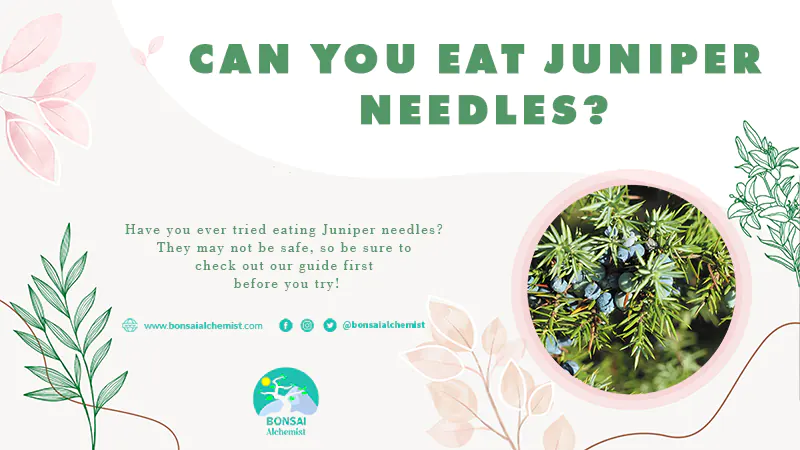 Can You Eat Juniper Needles