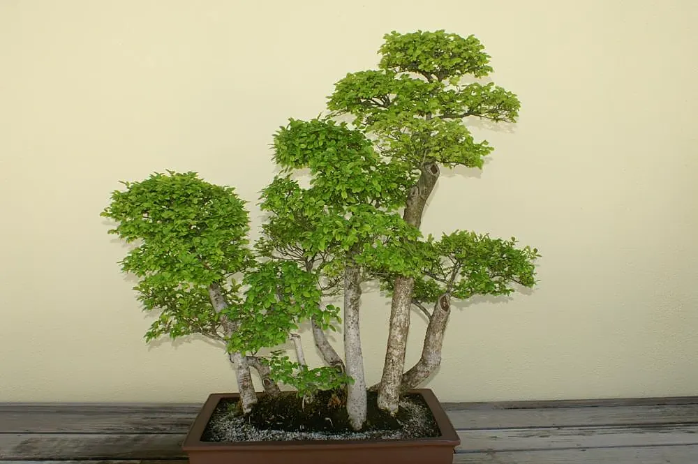 Chinese elm bonsai tree