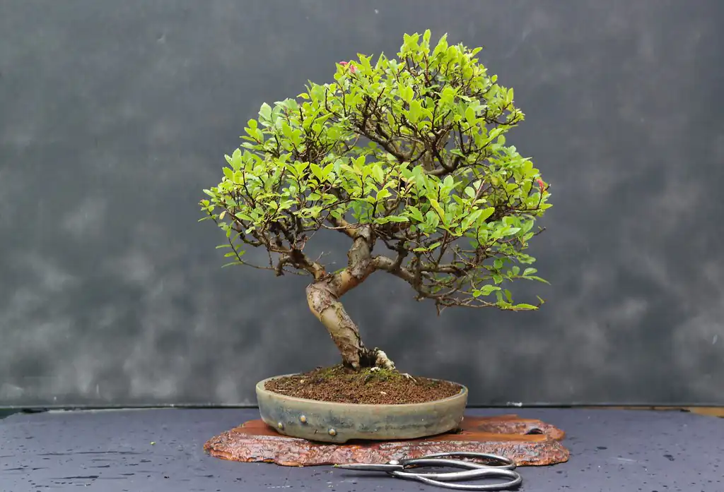 Chinese elm bonsai tree