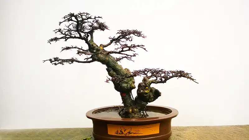 Chinese elm bonsai tree