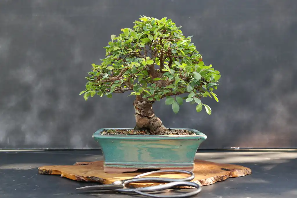 Chinese elm bonsai tree