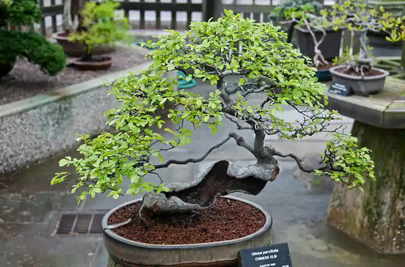 Chinese elm bonsai tree