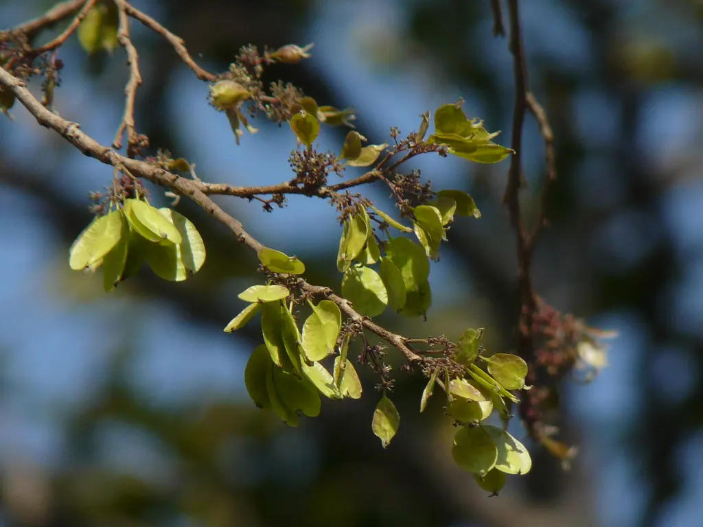 Cork Bark Chinese Elm