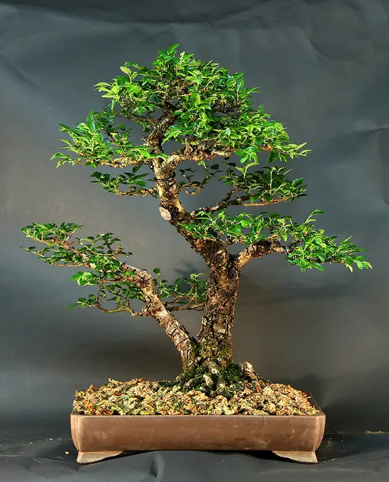 Cork Bark Chinese Elm