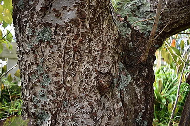 Cork Bark Chinese Elm