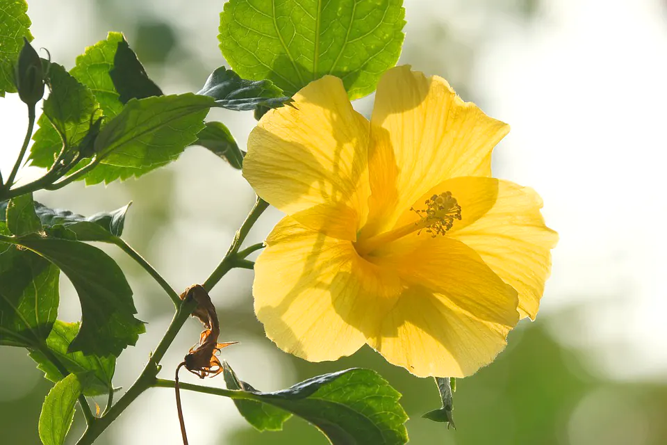 Hibiscus Aethiopicus