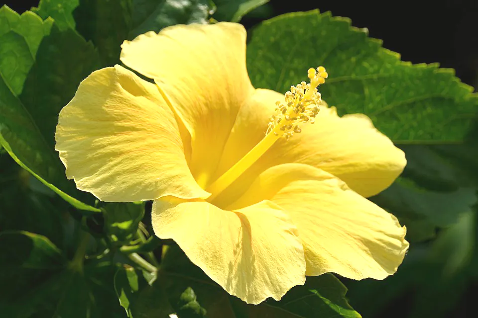 Hibiscus Aethiopicus