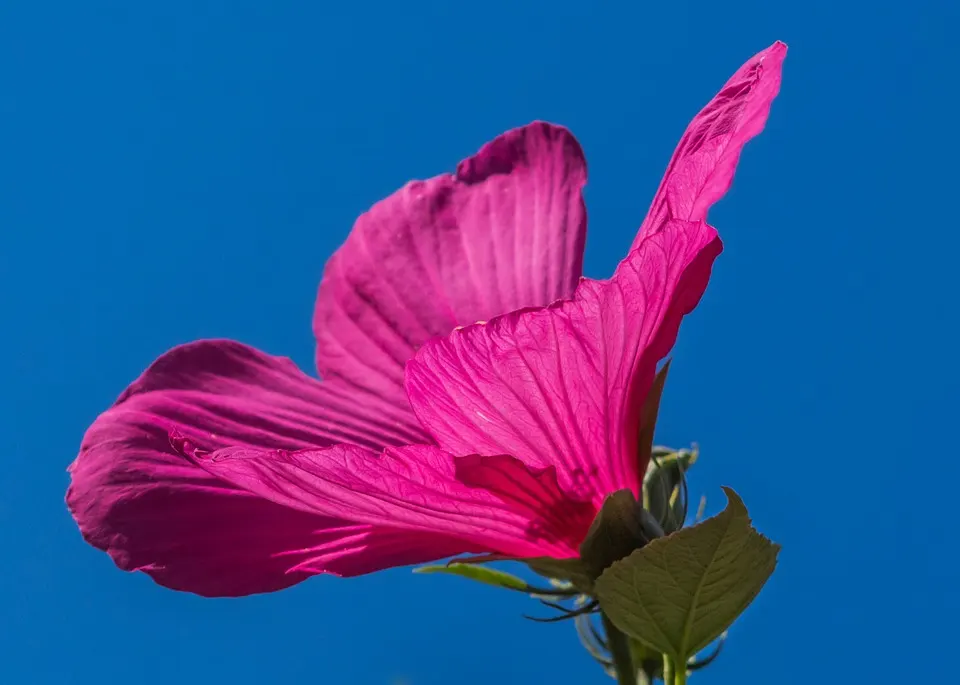 Hibiscus Bonsai Style Guide