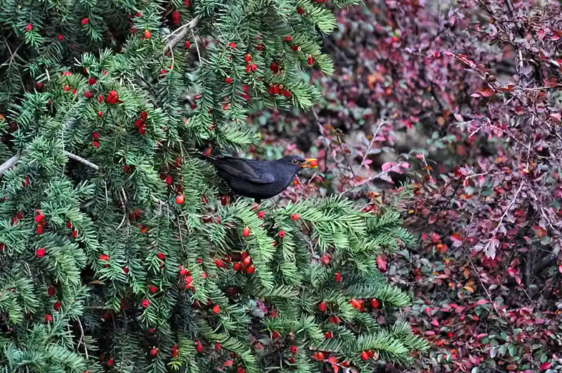 How To Propagate Japanese Yew Cuttings