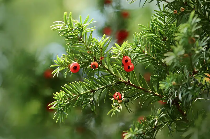 How To Propagate Japanese Yew Cuttings