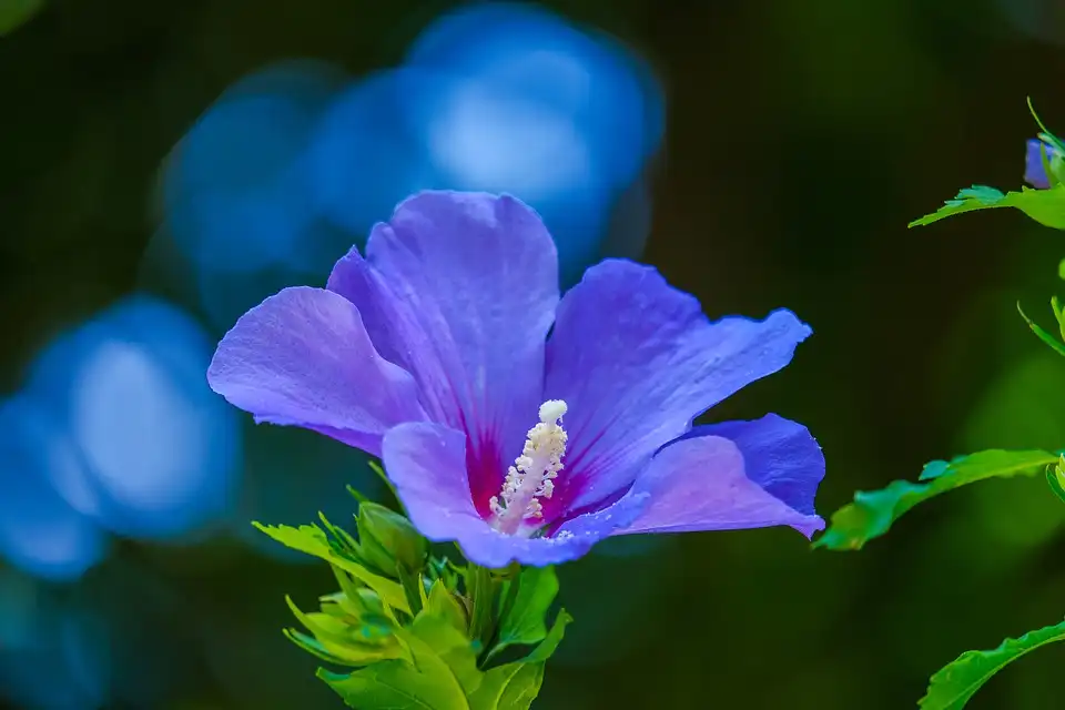 How to Grow Hibiscus from Seeds