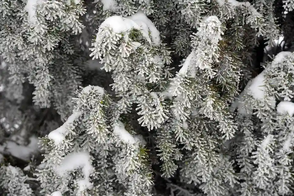 How to Look After Juniper Trees in Winter