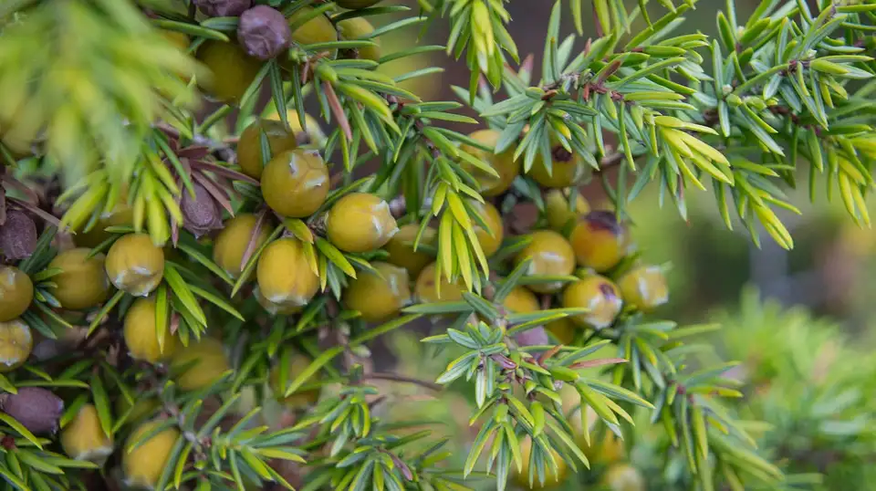 How to Look After Juniper Trees in Winter