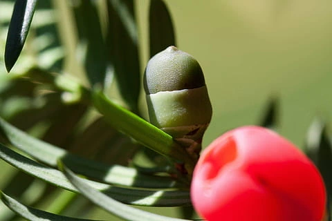 How to propagate Japanese yew seeds