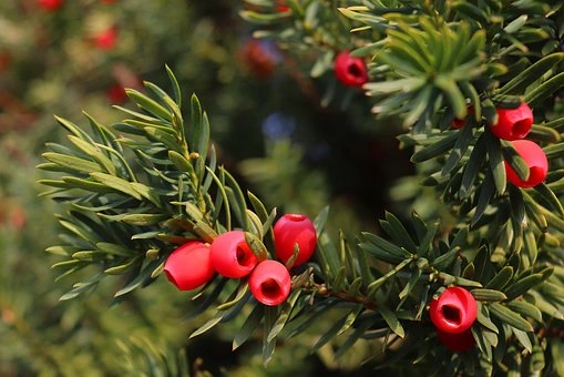 How to propagate Japanese yew seeds