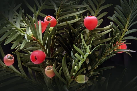 How to propagate Japanese yew seeds