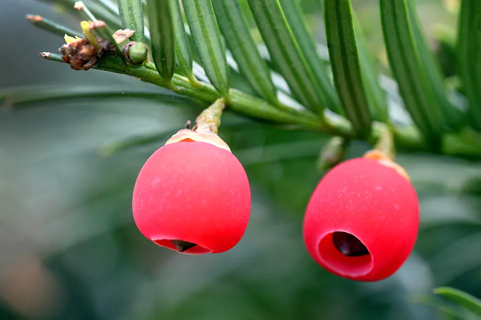 How to save your Japanese Yew Bonsai from Dying