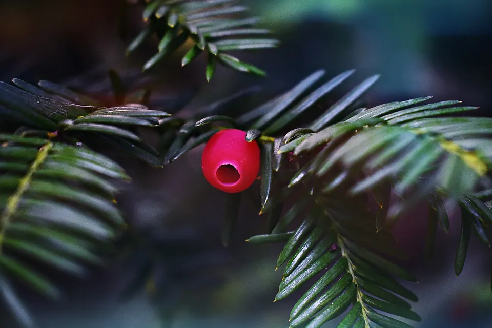 How to save your Japanese Yew Bonsai from Dying