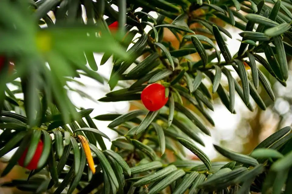 Japanese Yew Fertilizer