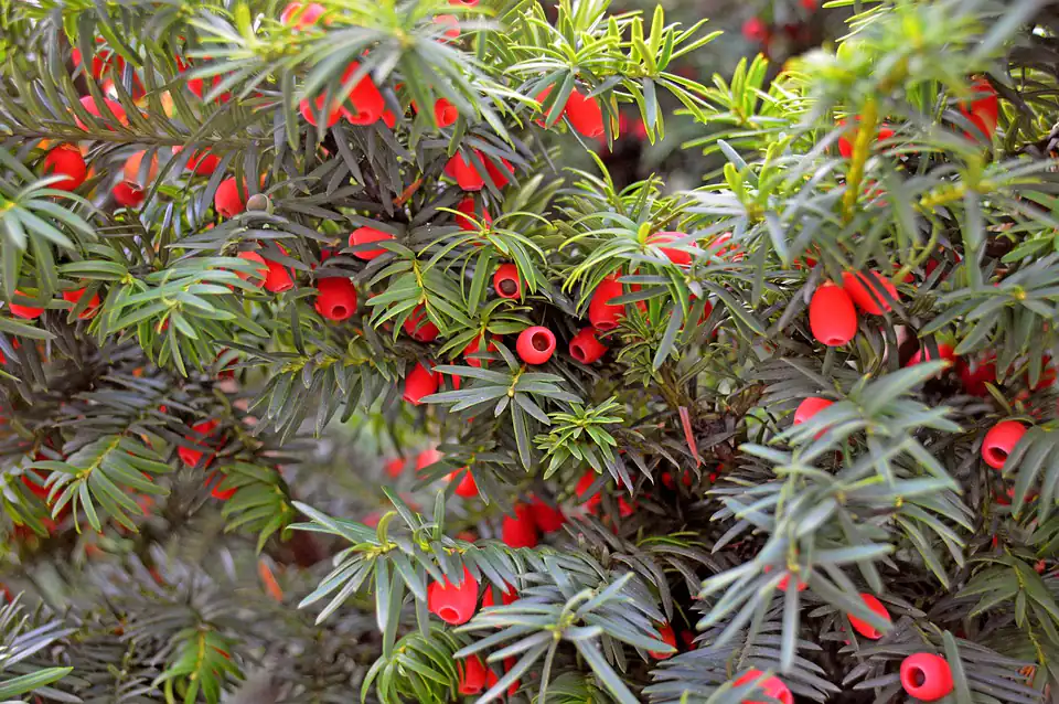 Japanese Yew Fertilizer