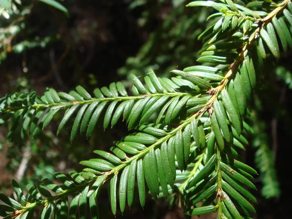 Japanese Yew Fertilizer