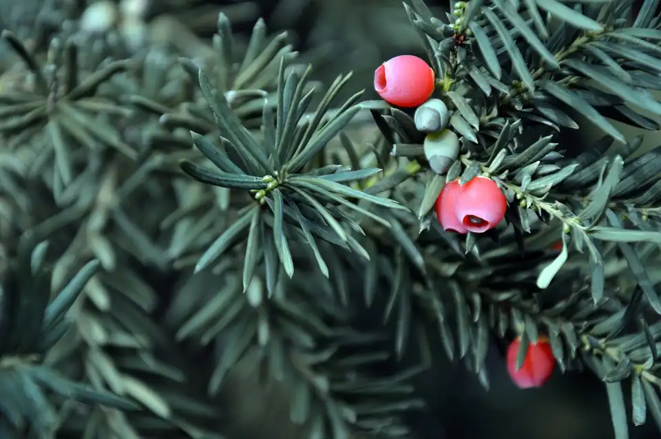 Japanese Yew Meaning