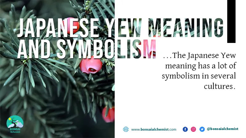 Japanese Yew Meaning