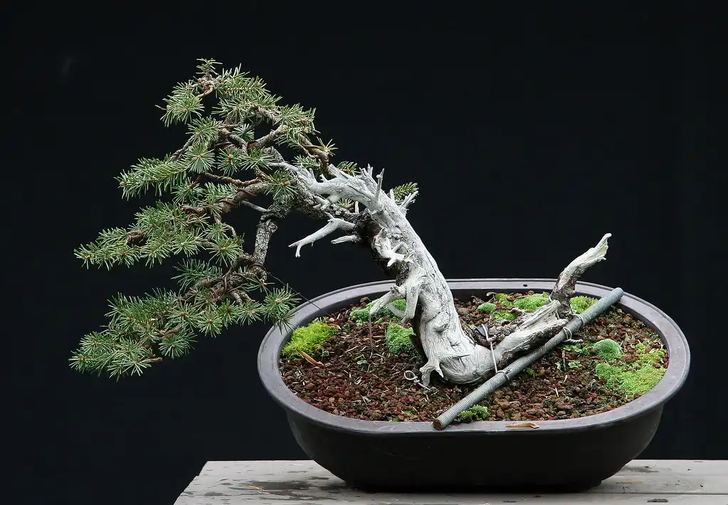 Literati Bonsai