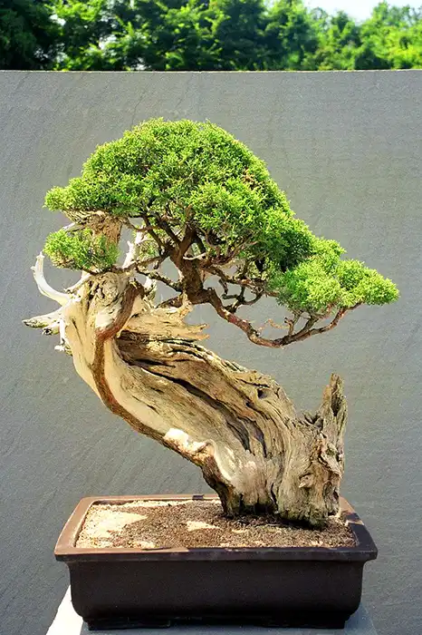 Literati Bonsai