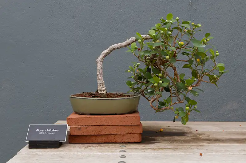 Literati Bonsai