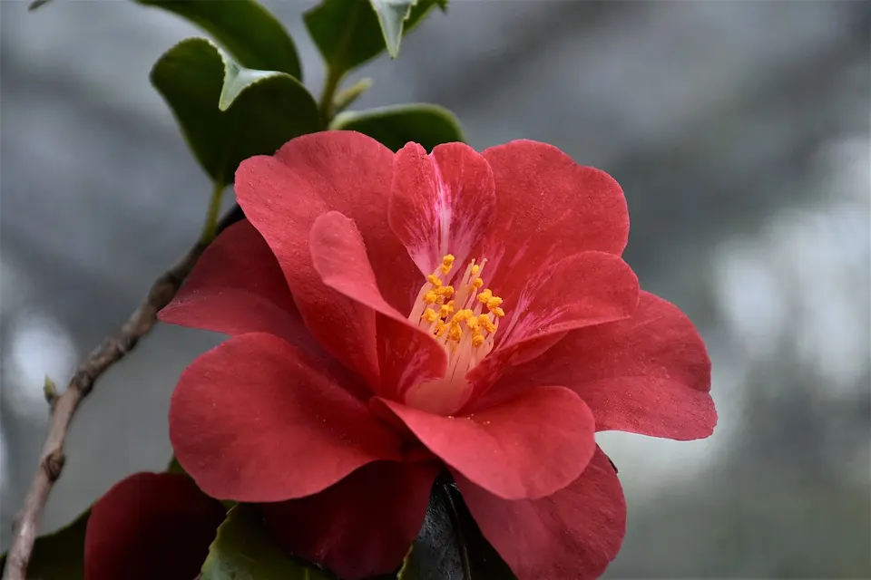 What Pest is on My Hibiscus