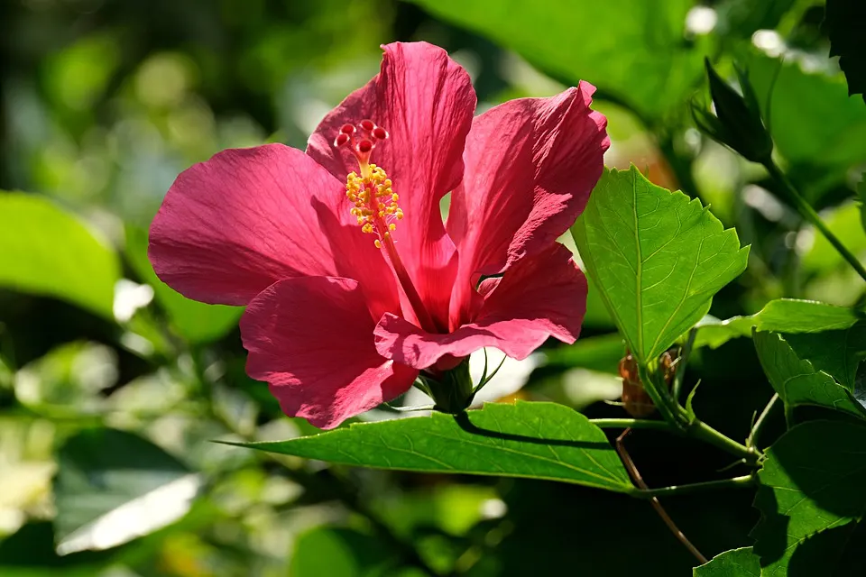 What Pest is on My Hibiscus