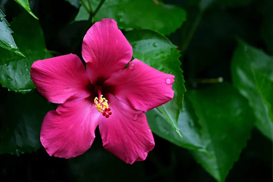 What's Wrong With My Hibiscus Leaves