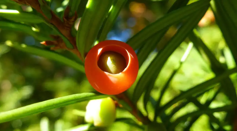 When and How to Repot a Japanese Yew