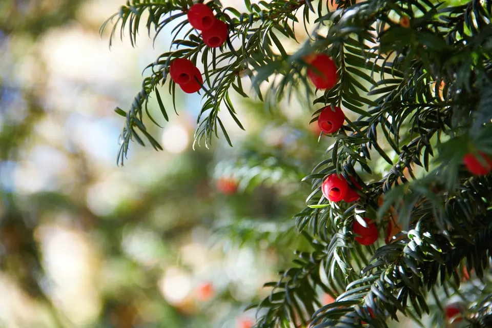 Where to Place a Japanese Yew Bonsai in Your Home