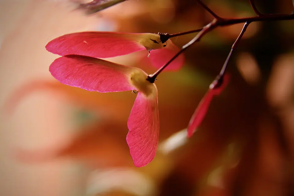 japanese maple bonsai