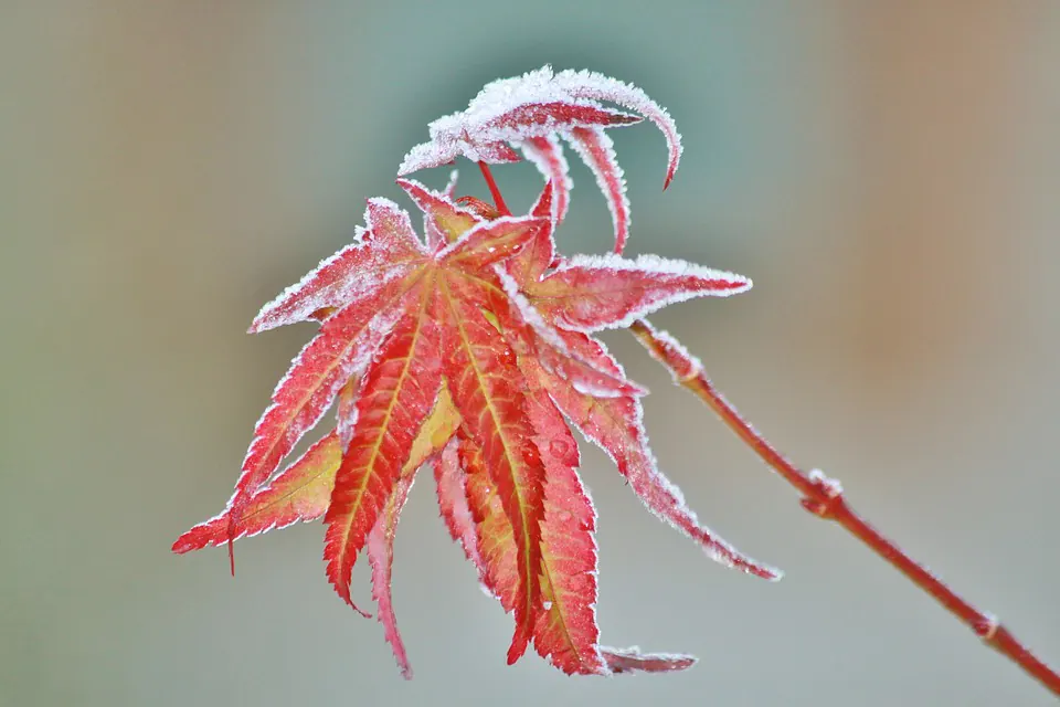 japanese maple bonsai