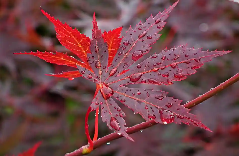 japanese maple bonsai