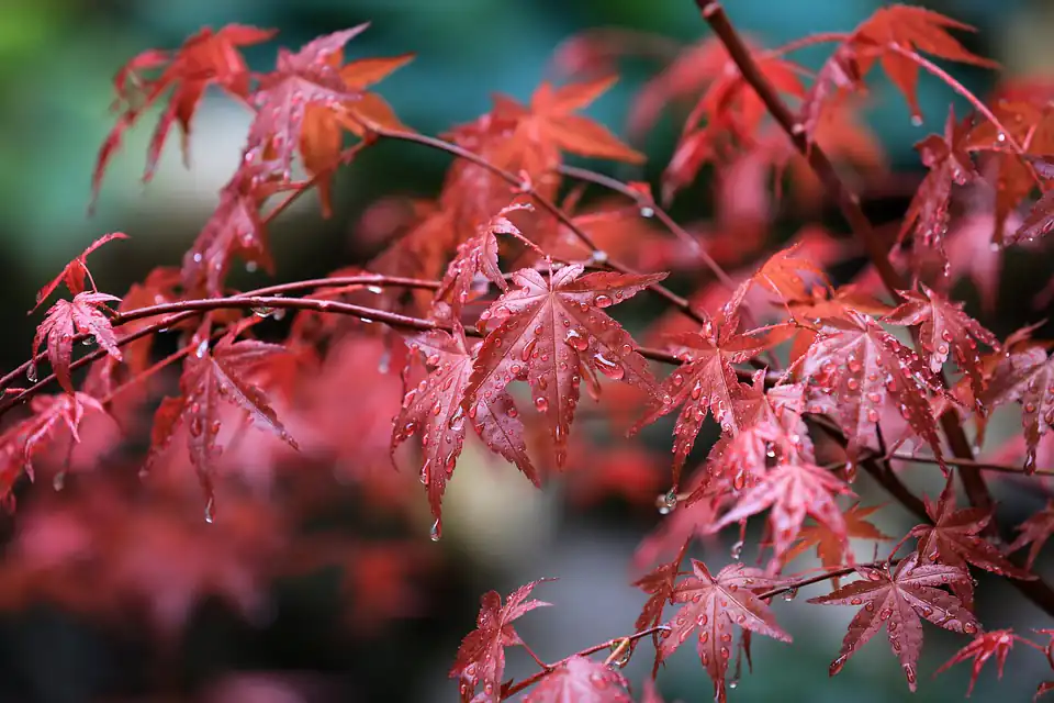 japanese maple bonsai