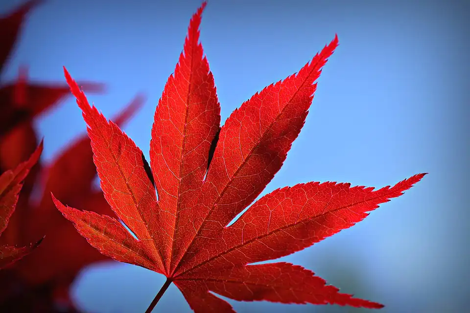 japanese maple bonsai