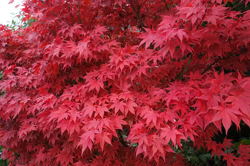 japanese maple bonsai