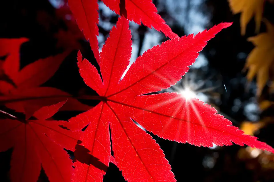 japanese maple bonsai