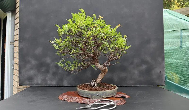 Chinese Elm Bonsai Repotting Guide