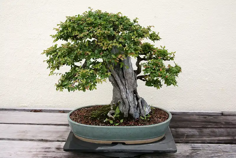 Chinese Elm Bonsai Repotting Guide